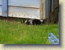 IMGP0978_baby_skunk_Saturday_morning * (Original video, the MP4 video is much smaller.) This baby skunk was out and about Saturday morning. It disappeared back under the shed after about a minute. * 640 x 479 * (14.66MB)