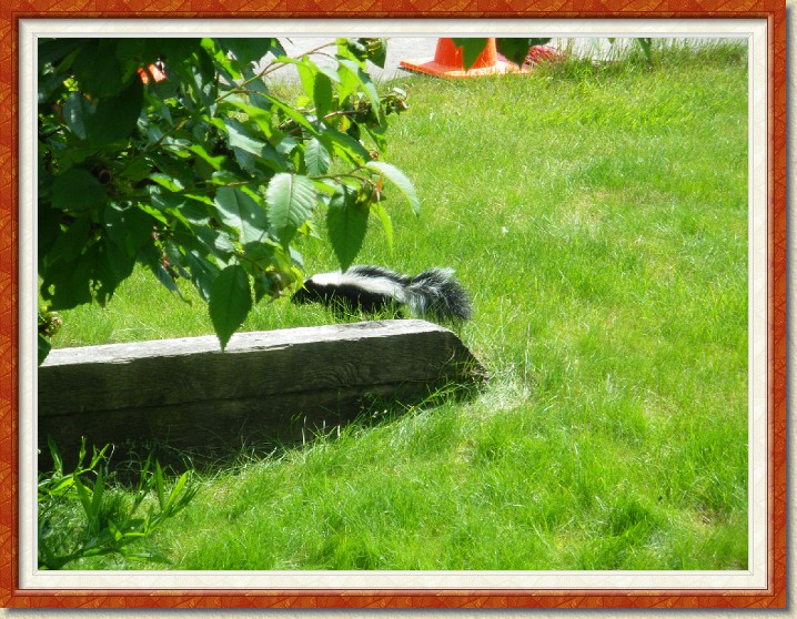 Click for the original image