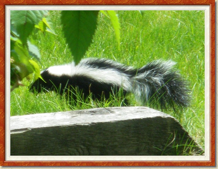 Click for the original image