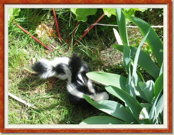 Click for the original image