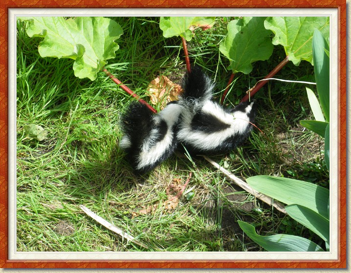 Click for the original image