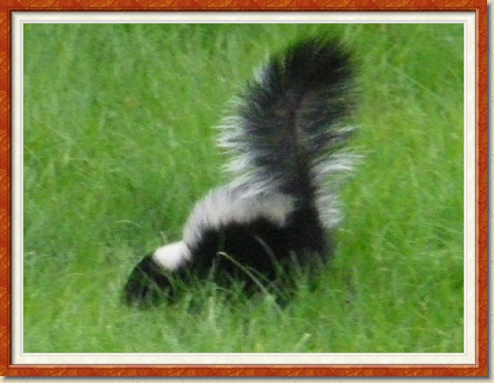 Click for the original image