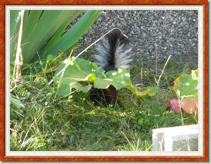 Click for the original image