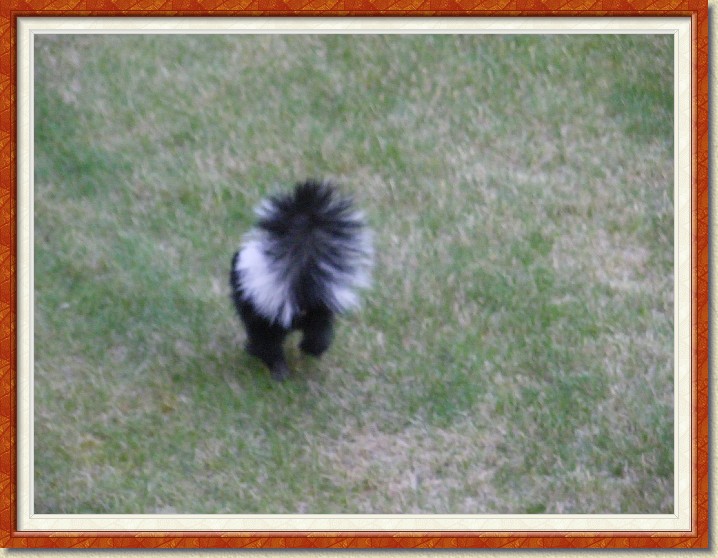 Click for the original image