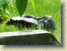 IMGP0936a_baby_skunk_1 * Baby skunk number 1. Zoomed. * 999 x 748 * (202KB)
