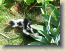 IMGP0937_baby_skunks_2_and_3 * Baby skunks number 2 and 3. * 3264 x 2448 * (3.06MB)