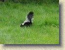 IMGP0968_baby_skunk_4 * Baby skunk number 4. This one was in our garage for a couple of hours, but still wasn't in any hurry to leave. I had to use water from a hose to chase him out (he was hiding under the paint storage shelves). I presume he wandered in the same time as #1. * 3264 x 2448 * (2.6MB)