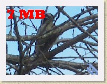 IMGP2534_bird_woodpecker_at_SFU_large * Woodpecker at SFU.7 MB. See the next file for a smaller re-coded version of this video. * Woodpecker at SFU.7 MB. See the next file for a smaller re-coded version of this video. * 320 x 240 * (7.52MB)