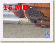 IMGP2749_bird_2_male_House_Finches_large * Backyard Bird FeederTwo male House Finches. Info.15 MB. See the next file for a smaller re-coded version of this video. * Backyard Bird FeederTwo male House Finches. Info.15 MB. See the next file for a smaller re-coded version of this video. * 320 x 240 * (15.29MB)