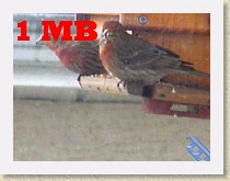 IMGP2749_bird_2_male_House_Finches_small * Backyard Bird FeederTwo male House Finches. Info.1 MB. See the previous file for the larger original version of this video.Converted from AVI to MP4 using: HandBrakeCLI -i $i.AVI -o $i-600-cli.mp4 -O -e x264  -b 600 -2 -f mp4 -a 1 -E faac -B 128 -R 48 -x ref=2:bframes=2:me=umh:merange=64:subq=6:deblock=0,0:analyse=all:direct=auto:mixed-refs=1 * Backyard Bird FeederTwo male House Finches. Info.1 MB. See the previous file for the larger original version of this video.Converted from AVI to MP4 using: HandBrakeCLI -i $i.AVI -o $i-600-cli.mp4 -O -e x264  -b 600 -2 -f mp4 -a 1 -E faac -B 128 -R 48 -x ref=2:bframes=2:me=umh:merange=64:subq=6:deblock=0,0:analyse=all:direct=auto:mixed-refs=1 * 320 x 240 * (1.23MB)