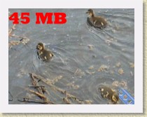 IMGP2842_bird_ducklings_large * Ducklings swimming in a large ditch in Richmond, British Columbia.45 MB. See the next file for a smaller re-coded version of this video. * Ducklings swimming in a large ditch in Richmond, British Columbia.45 MB. See the next file for a smaller re-coded version of this video. * 368 x 280 * (46.8MB)