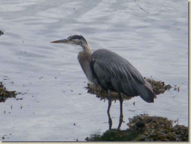 Click for the original image