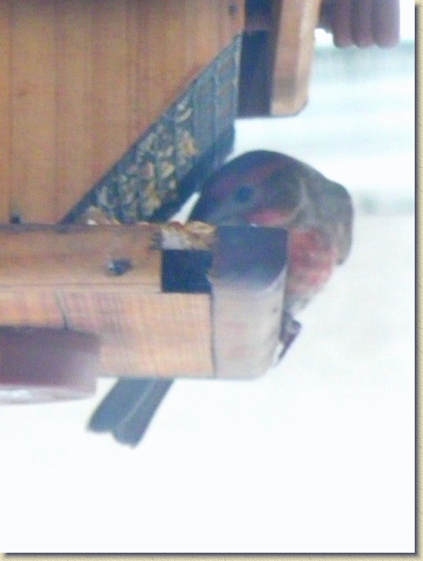 Click for the original image