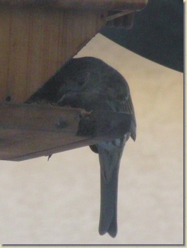 Click for the original image