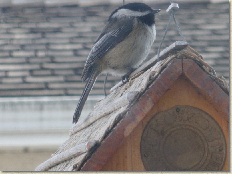 Click for the original image