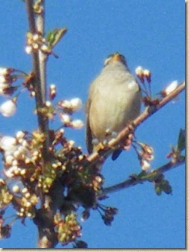 Click for the original image