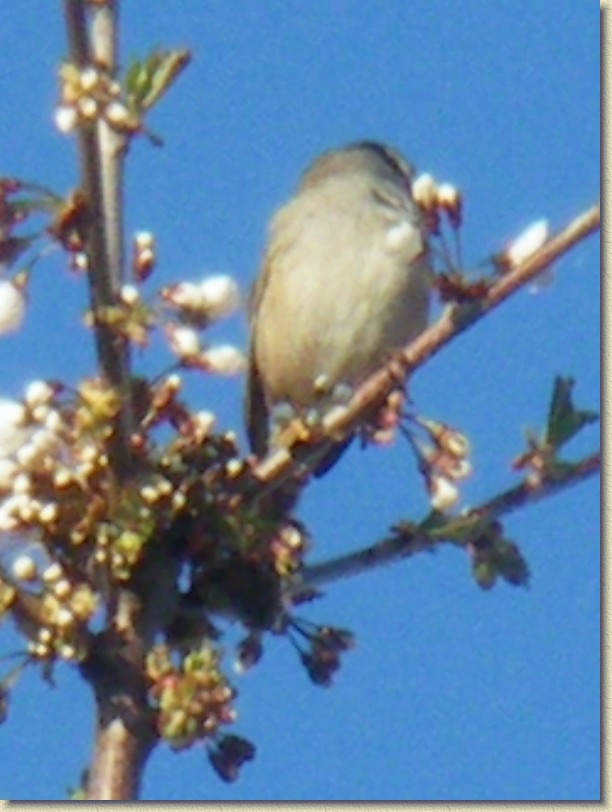 Click for the original image