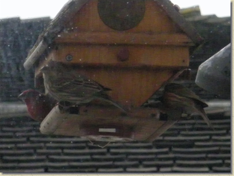 Click for the original image