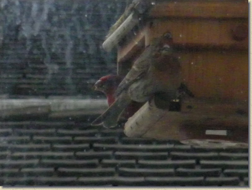 Click for the original image