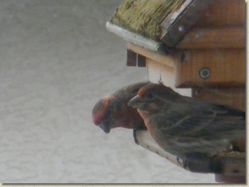 Click for the original image