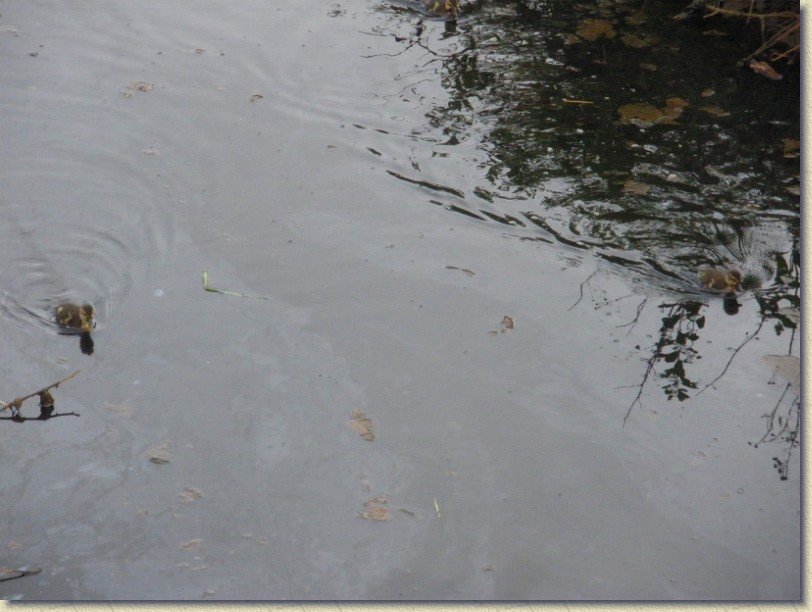 Click for the original image