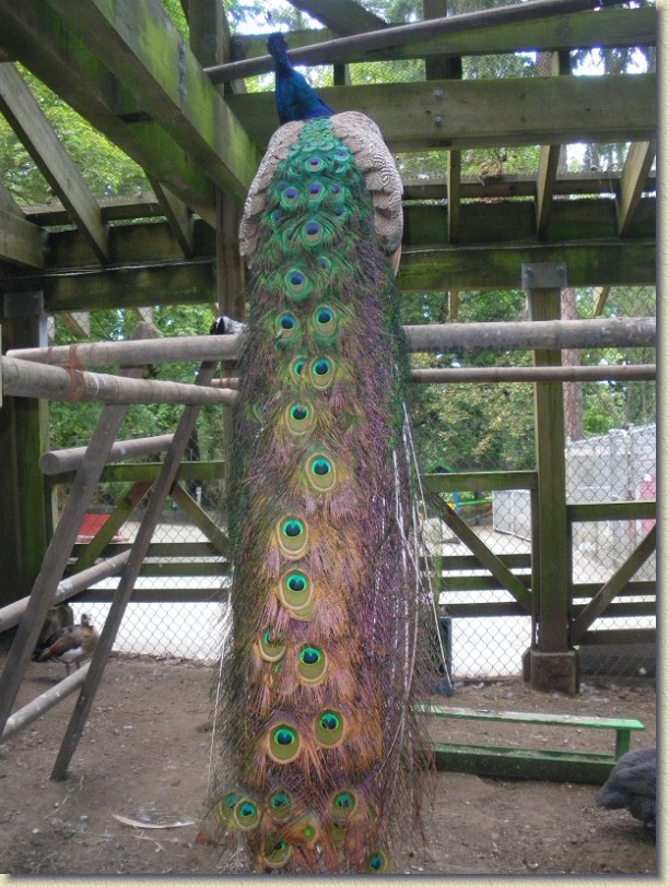 Click for the original image