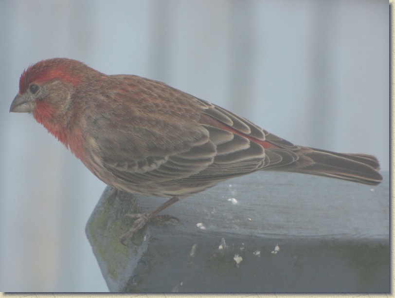 Click for the original image