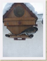 IMGP1731_bird_unidentified * Backyard Bird FeederUnidentified bird with a completely black crown/cheek/throat. * Backyard Bird FeederUnidentified bird with a completely black crown/cheek/throat. * 2448 x 3264 * (1.43MB)