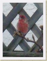 IMGP2058_bird_male_House_Finch * Male House Finch. Info. * Male House Finch. Info. * 1848 x 2464 * (407KB)