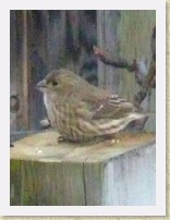 IMGP2059_bird_female_House_Finch * Female House Finch. Info. * Female House Finch. Info. * 308 x 411 * (36KB)