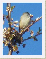 IMGP2205_bird_maybe_White-crowned_Sparrow * Unidentified bird. Maybe a White-crowned Sparrow. Spotted in the front yard tree. See IMGP2206_bird_maybe_White-crowned_Sparrow_large.AVI for its song. Info. * Unidentified bird. Maybe a White-crowned Sparrow. Spotted in the front yard tree. See IMGP2206_bird_maybe_White-crowned_Sparrow_large.AVI for its song. Info. * 1248 x 1664 * (196KB)