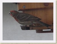 IMGP2268_bird_male_House_Finch * Backyard Bird FeederMale House Finch. Info. * Backyard Bird FeederMale House Finch. Info. * 1120 x 840 * (109KB)