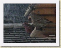 IMGP2721_bird_L_male_House_Finch_R_female_House_Finch * Backyard Bird FeederLeft: male House Finch. Right: female House Finch. Info. * Backyard Bird FeederLeft: male House Finch. Right: female House Finch. Info. * 3264 x 2448 * (800KB)