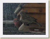 IMGP2723_bird_L_male_House_Finch_R_female_House_Finch * Backyard Bird FeederLeft: male House Finch. Right: female House Finch. Info. * Backyard Bird FeederLeft: male House Finch. Right: female House Finch. Info. * 3264 x 2448 * (767KB)