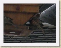 IMGP2724_bird_L_female_House_Finch_R_House_Finch * Backyard Bird FeederLeft: female House Finch. Right: unidentified House Finch. Info. * Backyard Bird FeederLeft: female House Finch. Right: unidentified House Finch. Info. * 3264 x 2448 * (757KB)