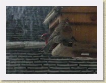 IMGP2728_bird_House_Finches * Backyard Bird FeederLeft: male House Finch. Right: female House Finch Info.. * Backyard Bird FeederLeft: male House Finch. Right: female House Finch Info.. * 3264 x 2448 * (828KB)