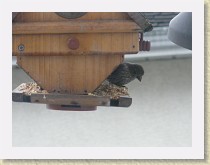 IMGP2746_bird_female_House_Finch * Backyard Bird FeederFemale House Finch Info.. * Backyard Bird FeederFemale House Finch Info.. * 3264 x 2448 * (1.42MB)