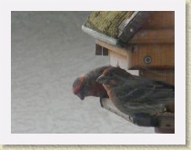 IMGP2747_bird_2_male_House_Finches * Backyard Bird FeederTwo male House Finches Info.. * Backyard Bird FeederTwo male House Finches Info.. * 3264 x 2448 * (795KB)