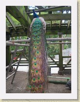 IMGP2911_bird_peacock * New Westminster, British Columbia. Queen's Park Petting ZooMale peafowl (peacock) on a perch. Info. * New Westminster, British Columbia. Queen's Park Petting ZooMale peafowl (peacock) on a perch. Info. * 2448 x 3264 * (2.64MB)