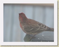 IMG_3616_bird_male_House_Finch * Backyard Bird FeederMale House Finch. Info. * Backyard Bird FeederMale House Finch. Info. * 3648 x 2736 * (2.19MB)
