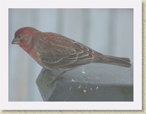 IMG_3617_bird_male_House_Finch * Backyard Bird FeederMale House Finch. Info. * Backyard Bird FeederMale House Finch. Info. * 3648 x 2736 * (2.21MB)