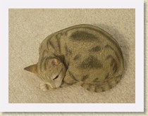 IMGP1675_cat_4 * resin cat #4, Country Artists 01685 Tabby&mdash;Snug * resin cat #4, Country Artists 01685 Tabby&mdash;Snug * 3264 x 2448 * (1.65MB)