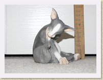 IMG_3841_cat_6 * stone resin #6, Border Fine Arts Studio A7598 The Preener (Grey) Tabby Cat; Character Collections January 2007/Feline Fun (Ocean Shores, WA; Dec. 2009) * stone resin #6, Border Fine Arts Studio A7598 The Preener (Grey) Tabby Cat; Character Collections January 2007/Feline Fun (Ocean Shores, WA; Dec. 2009) * 3648 x 2736 * (2.07MB)