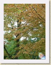 plants * (20 Slides)