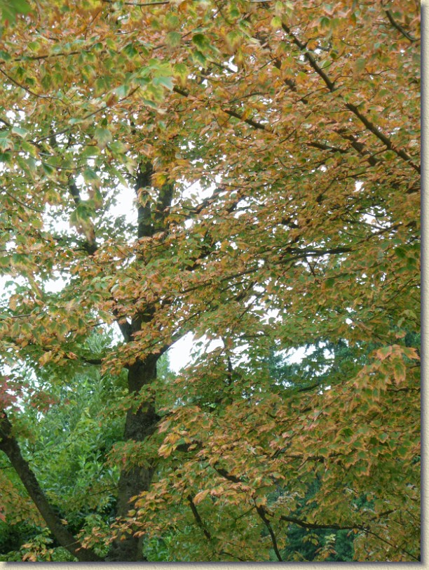 Click for the original image