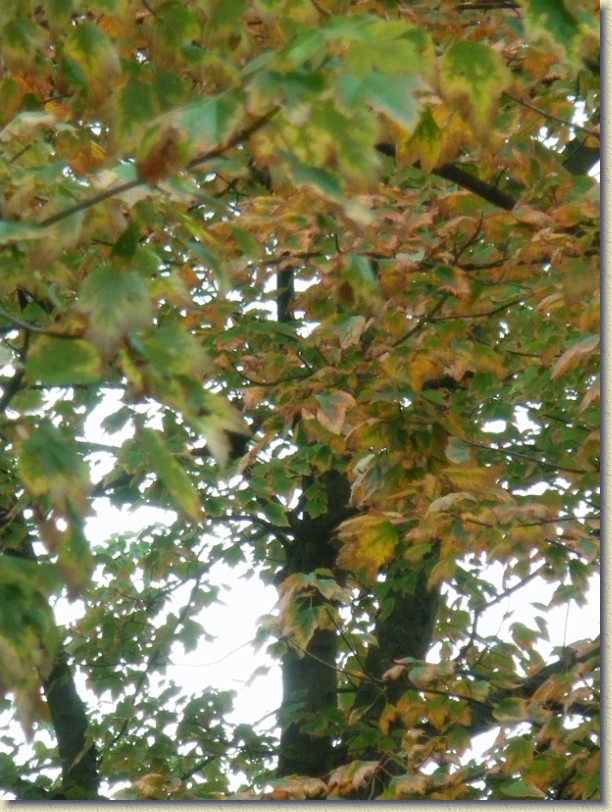 Click for the original image