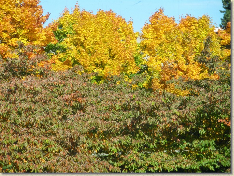 Click for the original image