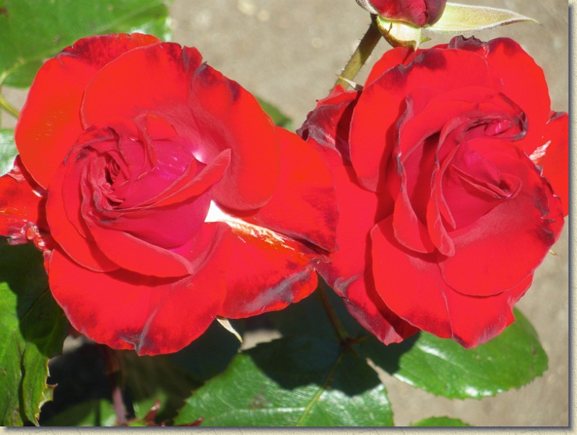 Click for the original image