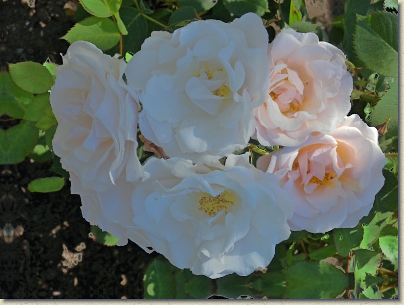 Click for the original image