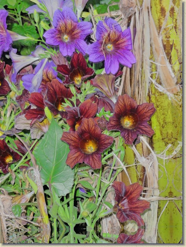 Click for the original image